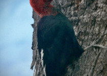 Magellanic Woodpecker