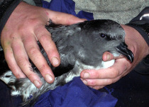 Magenta Petrel