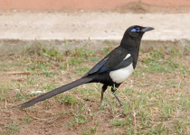 Maghreb Magpie