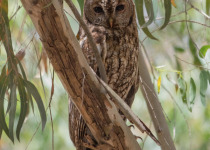 Maghreb Owl