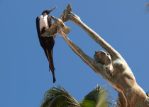 Magnificent Frigatebird