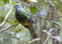 Magnificent Fruit Dove