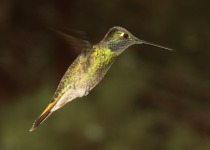 Magnificent Hummingbird