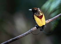 Magnificent Riflebird