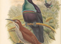 Magnificent Riflebird