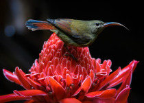 Magnificent Sunbird