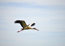 Maguari Stork