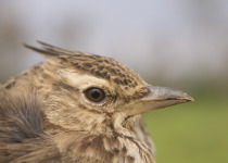 Malabar lark