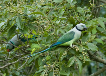 Malabar parakeet
