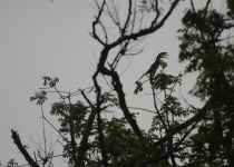 Malabar pied hornbill