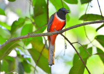 Malabar Trogon