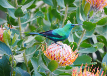Malachite Sunbird