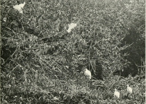 Malagasy Sacred Ibis