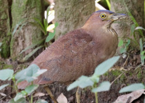Malayan Night Heron