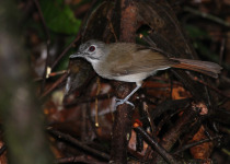 Malaysian Babbler