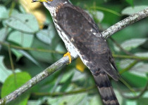 Malaysian Hawk-Cuckoo