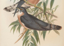 Malaysian Hawk-Cuckoo