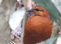 Malaysian Partridge