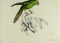 Malherb's parakeet