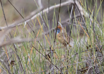 Mallee Emuwren