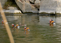 Mandarin Duck