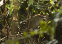 Mandelli's Bush Warbler