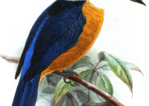 Mangarevan kingfisher