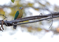 Mangoli Fruit Dove
