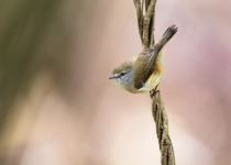 Mangrove Gerygone