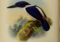 Mangrove Kingfisher