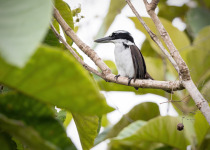 Mangrove Kingfisher