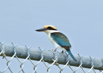 Mangrove Kingfisher