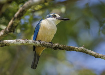 Mangrove Kingfisher
