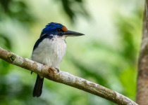 Mangrove Kingfisher