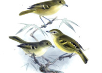 Mangrove Vireo
