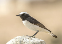 Mangrove Wheatear