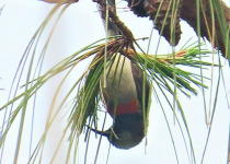 Mano Sunbird