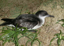 Manx Shearwater
