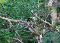 Many-banded Aracari