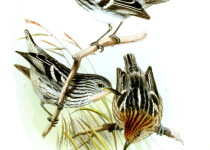 Many-striped Antwren