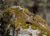Many-striped Canastero