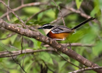 Marañón Crescentchest