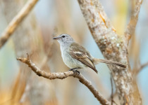 Maranon Gnatcatcher