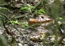 Maranon Spinetail