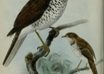 Maranon Thrush
