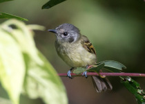 Marble-faced Bristle-Tyrant