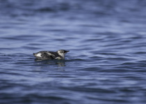 Marbled Murrelet