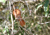 Marcapata Spinetail