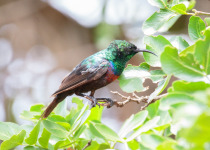 Marico Sunbird
