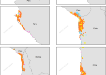 Markham's Storm Petrel